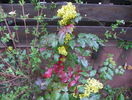 mahonia aquifolium