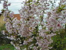 prunus incisa Oshidori