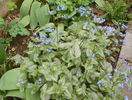 brunnera Silver Wings