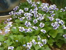 viola sororia priceana