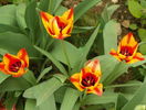 tulipa greigii Engadin