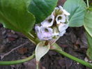 bergenia Silberlicht