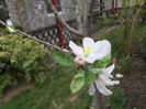 floare de mar 09.04.2016