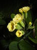 Primula polyanthus Yellow (2016, Apr.02)