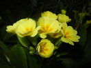 Primula polyanthus Yellow (2016, Apr.02)