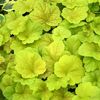 heuchera-electric-lime-pierduta