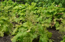 heuchera-electric-lime