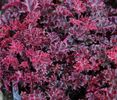 heuchera-melting-fire