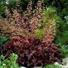 heuchera-melting-fire