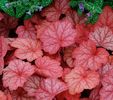 heuchera-georgia-peach