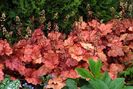 heuchera-georgia-peach