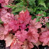 heuchera-georgia-peach (1)
