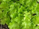 heuchera-lime-rickey