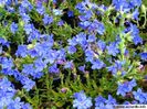 lithodora-diffusa-cv-heavenly-blue-600x450