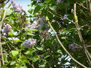 DSCN4526