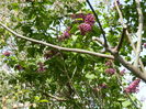 DSCN4528