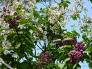 DSCN4529