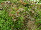 DSCN4596