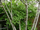 DSCN4602