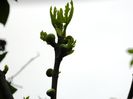 DSCN4608