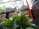 Primii doi Helleborus in gradina mea!
