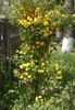 kerria japonica