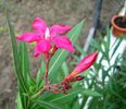 prima floare (2)