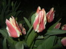 Tulipa Quebec (2016, April 02)