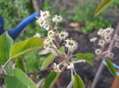 amelanchier