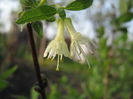 lonicera  k.  -arbust fructifer