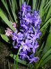 Hyacinth Peter Stuyvesant (2016, Apr.02)