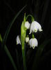 Leucojum aestivum (2016, April 02)