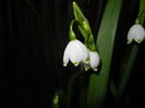 Leucojum aestivum (2016, April 02)