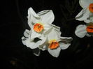 Narcissus Geranium (2016, April 02)