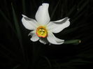 Narcissus Pheasants Eye (2016, April 02)