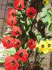 Picture 5776