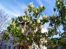 liliac alb