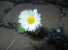Bellis perennis (2016, April 03)