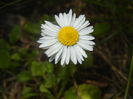 Bellis perennis (2016, April 03)