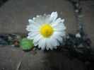 Bellis perennis (2016, April 03)