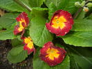 Primula polyanthus Red (2016, April 05)