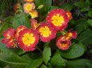 Primula polyanthus Red (2016, April 05)