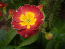 Primula polyanthus Red (2016, April 05)