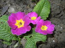 Violet Primula 92016, April 04)