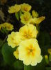 Primula polyanthus Yellow (2016, Apr.05)