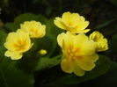 Primula polyanthus Yellow (2016, Apr.05)