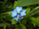 Myosotis alpestris (2016, April 03)