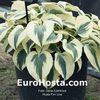 hosta_firn_line_