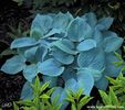 fragrant blue.