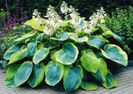 Hostas-Frances-Williams-